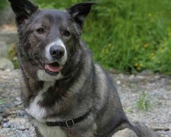 Dog for adoption in tacoma