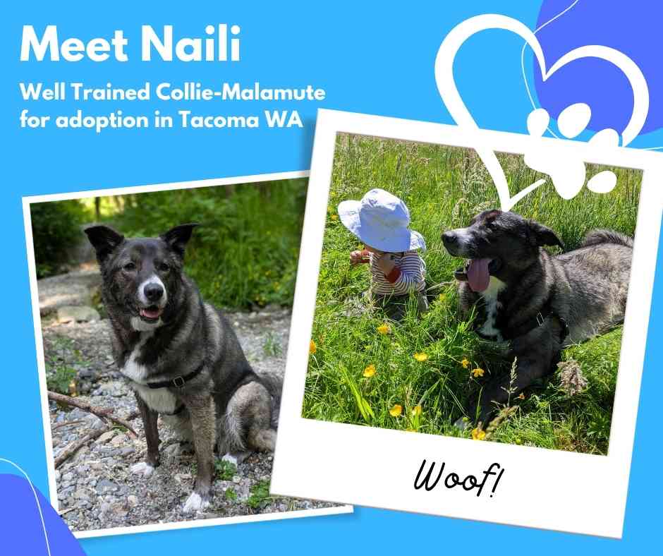 Well Trained Alaskan Malamute Border Collie Mix Dog For Adoption in Seattle Tacoma WA – Meet Naili