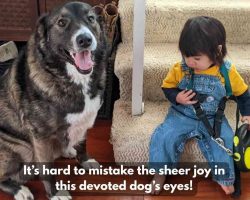Dog for adoption in tacoma