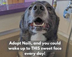 Dog for adoption in tacoma