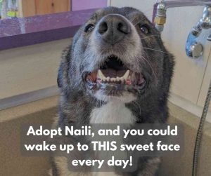 dog for adoption in tacoma Photo dog for adoption in tacoma