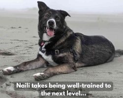 Dog for adoption in tacoma