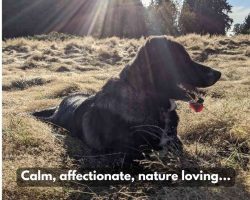 Dog for adoption in tacoma