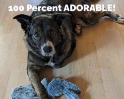 Dog for adoption in tacoma