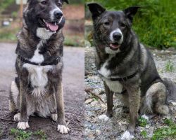 Dog for adoption in tacoma