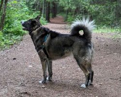 Dog for adoption in tacoma