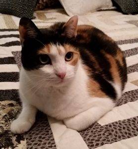 Photo Nautica - calico cat for adoption in walkertown north carolina 5