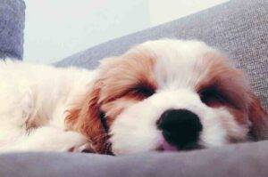 Cavapoo for adoption in new york city ny – supplies included – adopt nala