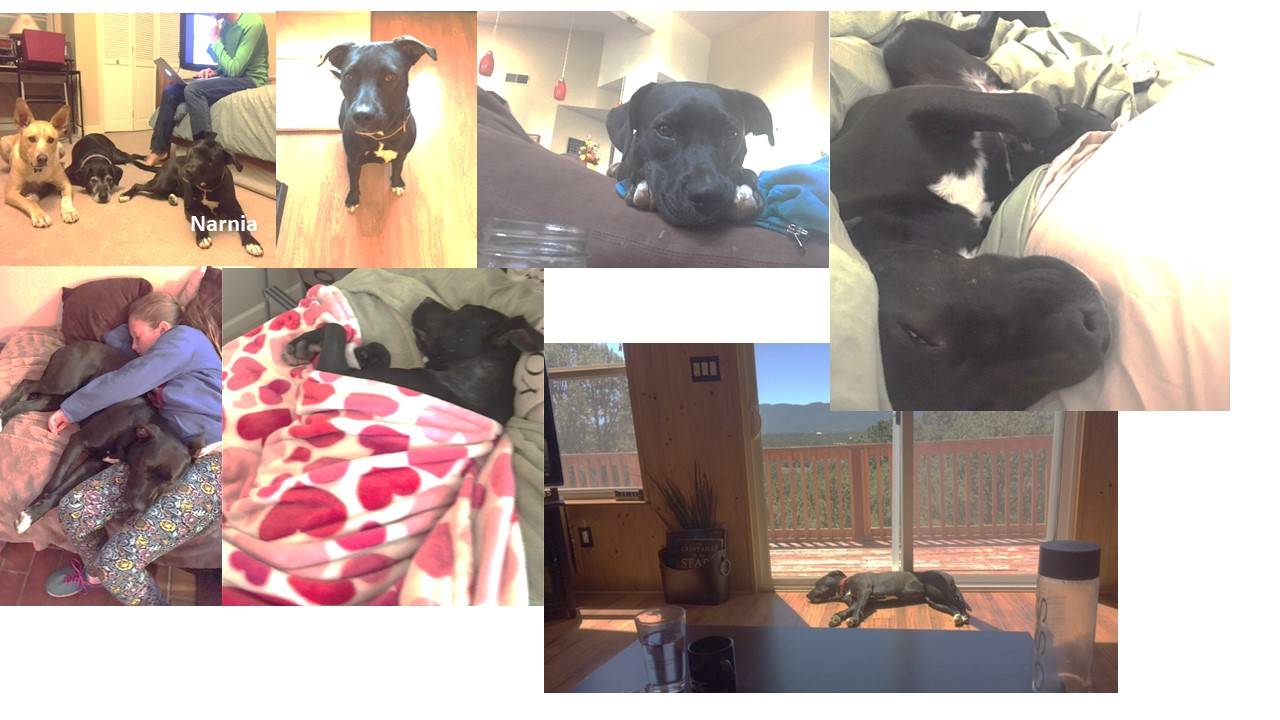 Narnia – Sweet 2 Year Old Female Black Lab – Pitbull Mix Seeks Loving Home With No Other Dogs Near Albuquerque, New Mexico