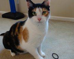 Nautica - calico cat for adoption in walkertown north carolina 5