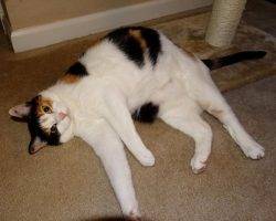 Nautica - calico cat for adoption in walkertown north carolina 5