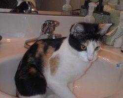 Nautica - calico cat for adoption in walkertown north carolina 5