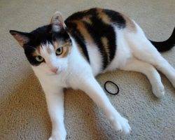 Nautica - calico cat for adoption in walkertown north carolina 5