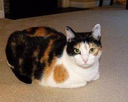 Nautica - calico cat for adoption in walkertown north carolina 5