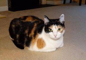 Nautica - calico cat for adoption in walkertown north carolina 5