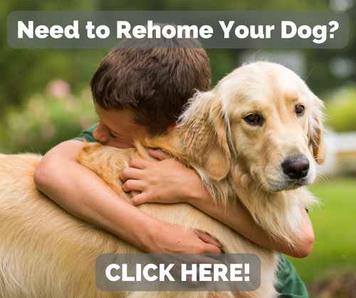 Photo of boy hugging a golden retriever behind the text Need to Rehome Your dog? Click Here.
