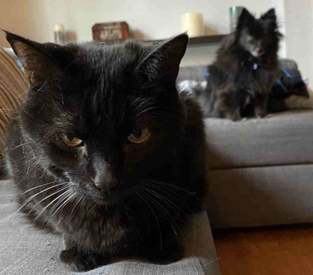 Neira- black cat to adopt in glendale ca