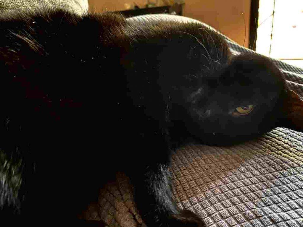 Neira- black cat to adopt in glendale ca