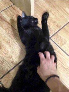 Cuddly black cat for adoption in glendale ca – all supplies included – adopt neira