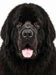 Newfoundland large dog breed portrait for adoption and rehoming