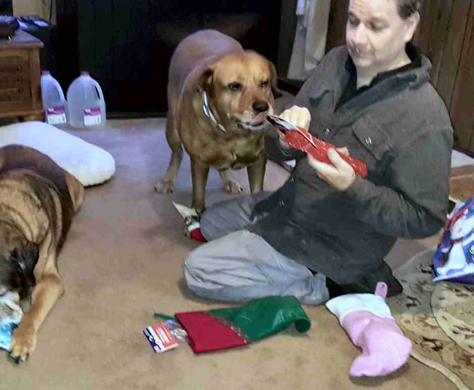 Niah- German Shepherd Mix Dog to adopt in Parsonsburg Maryland 