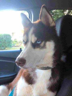 Niko Siberian Husky Adoption Louisville KY