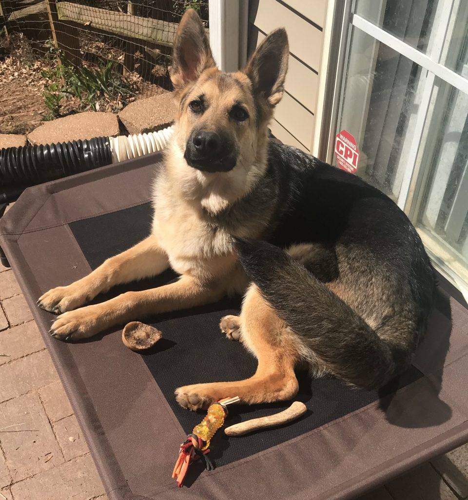 adopt german shepherd puppy near me