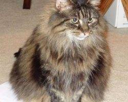 Nila - maine coon cat for adoption in greensboro nc