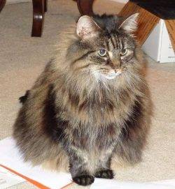 Greensboro NC - Senior Maine Coon Cat For Adoption to Quiet, Adults ...