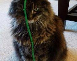 Nila - maine coon cat for adoption in greensboro nc