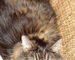Nila - maine coon cat for adoption in greensboro nc