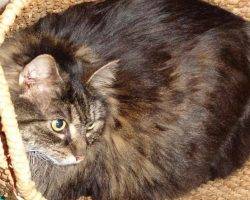 Nila - maine coon cat for adoption in greensboro nc