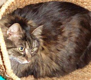 Nila - maine coon cat for adoption in greensboro nc