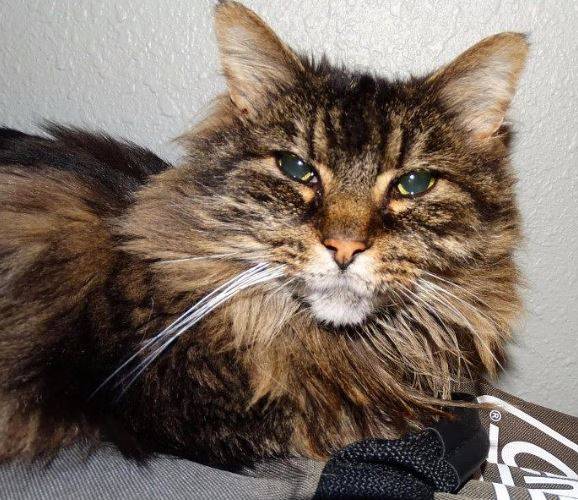 Nila - maine coon cat for adoption in greensboro nc