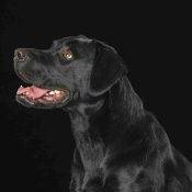 Nina Black Lab Adoption Peace River Ab2