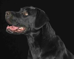 Nina black lab adoption peace river ab2