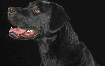 Adorable Female Black Lab Mix For Adoption in Peace River – Supplies Included – Adopt Nina