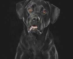 Nina black lab adoption peace river ab2