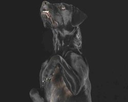 Nina black lab adoption peace river ab2