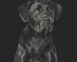 Nina black lab adoption peace river ab2
