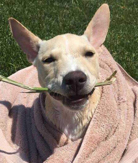 Rehomed –  nino – 1 yo female yellow lab / australian cattle dog mix puppy   brighton colorado