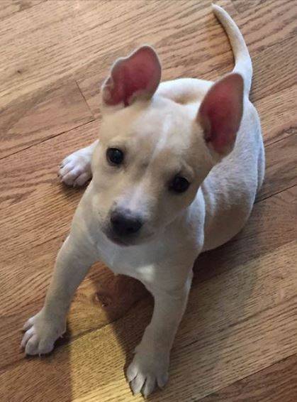 Nino - australian cattle dog mix puppy for adoption in colorado - 4