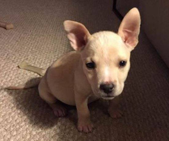 Australian Cattle Dog Chihuahua Mix Puppy For Adoption