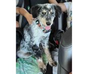 Photo Of Nixon, A Blue Heeler Dog For Adoption In San Diego, Ca