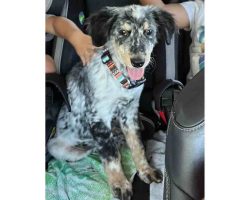 Photo Of Nixon, A Blue Heeler Dog For Adoption In San Diego, Ca