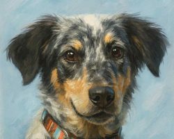 blue heeler for adoption in san diego