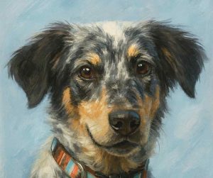 blue heeler for adoption in san diego Photo blue heeler for adoption in san diego
