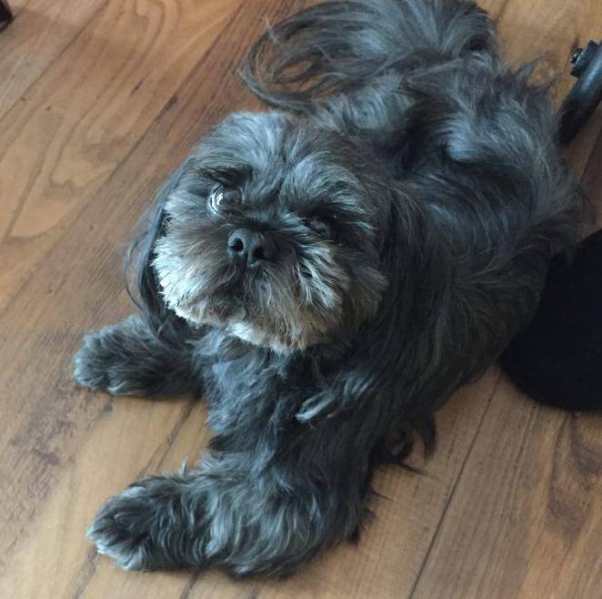 Adopted! – male shih tzu dog in atlanta georgia – noah