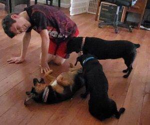 Noel dachshund mix dog adoption sacramento ca 3