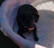 Noel Dachshund Mix Dog Adoption Sacramento CA 3